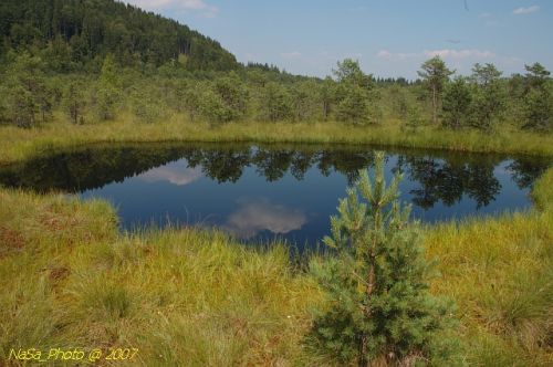Tőzeg tó
Itt 7 méter vastag a tőzeg
