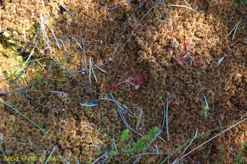 Húsevő növény
1 év minusz 360 szúnyog
